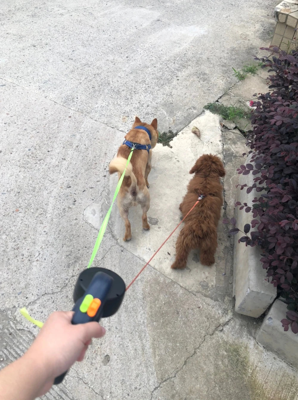 Correa retráctil de 3 m para perros , reflectante, doble, con giro de 360°, antienredos, con luces.
