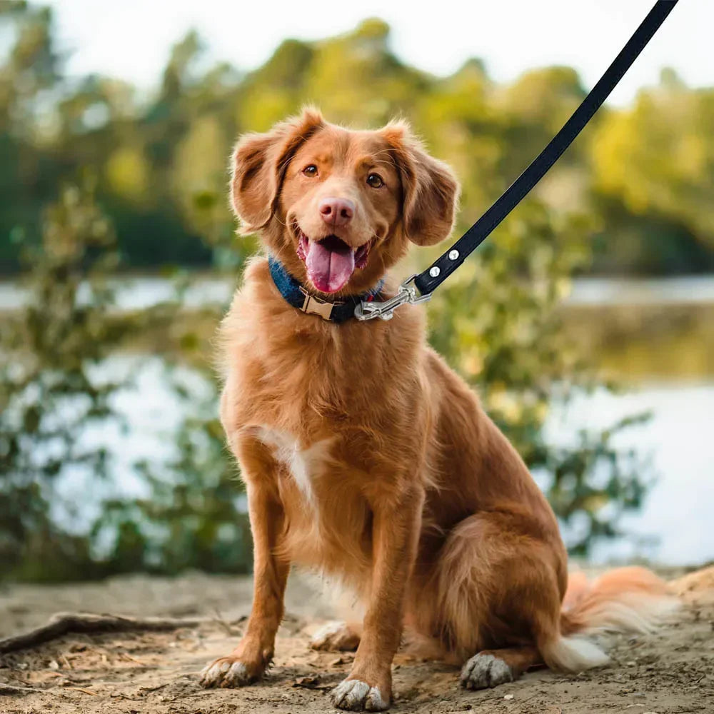 Correas de cuero para perros 1,2 M