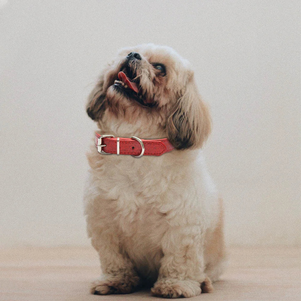 Collar de cuero ostentoso para perro